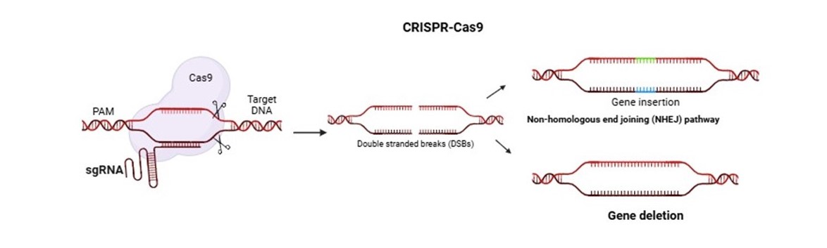 CRISPR Cas9